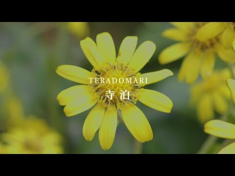 「寺泊」観光PR動画　～歴史薫るつわぶきのまち～