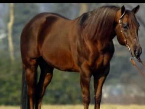 Oniferi Tenore "Santa Ruche"  "S'ebba candelada "