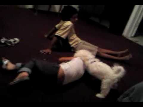 puppy attacking/    perrito atacando.         LILLY