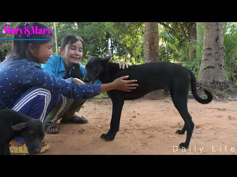 Rarely Video ! Mory & Mary Rescue Abandon Kitten Dogs, They Are Very Hungry # 75