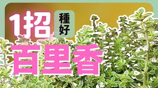 百里香枯掉？注意這1點 | How to grow Thyme |《葛斯怎麼種》59