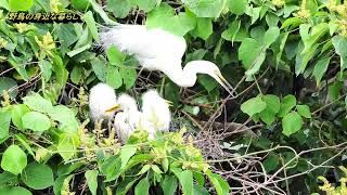 野鳥の身近な暮らし ダイサギ Great Egret のヒナたち 2025 6 12 撮影