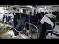 Milking Cows During A Quiet Morning On A Small Family Dairy Farm