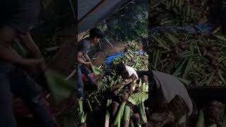 Download lagu Beneng Taro Seeds, Kang Arif Channel, Serang Regency, Banten mp3