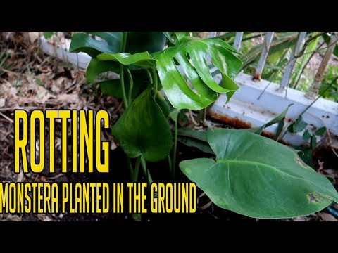 download lagu mp3 mp4 Monstera Care Outdoors, download lagu Monstera Care Outdoors gratis, unduh video klip Monstera Care Outdoors