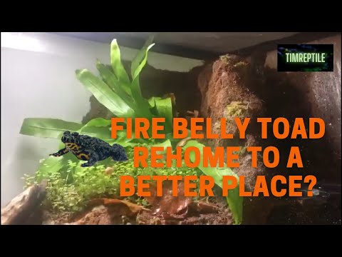 Fire belly toads re-home and setup!