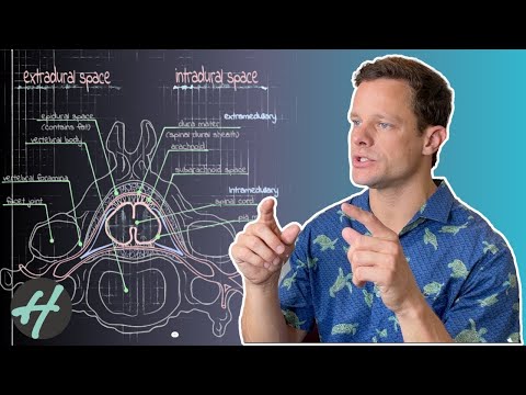 Spinal Dura Mater and the 'connection' to Tendons: Anatomy and Function / CSF / Brain Blood Flow