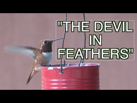 The Hyper-Aggressive Rufous Hummingbird: NARRATED