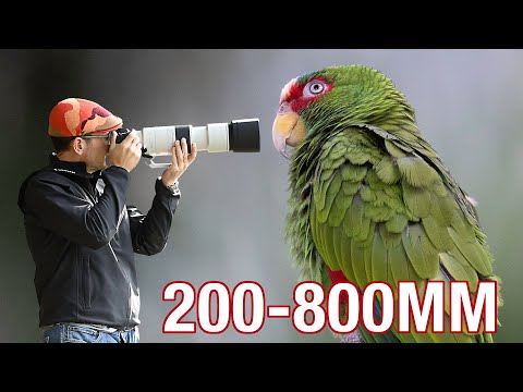 Canon 200-800mm Zoom - They NAILED IT!
