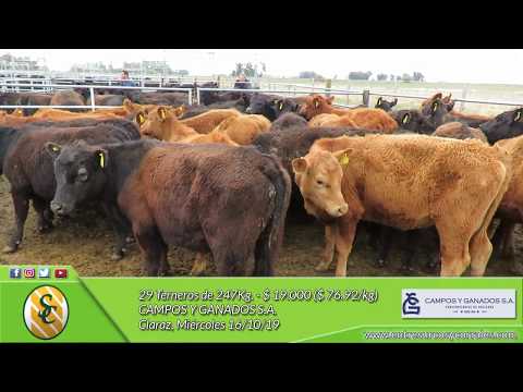 16-10-19 - Venta de Machos - Campos y Ganados S.A. - Claraz