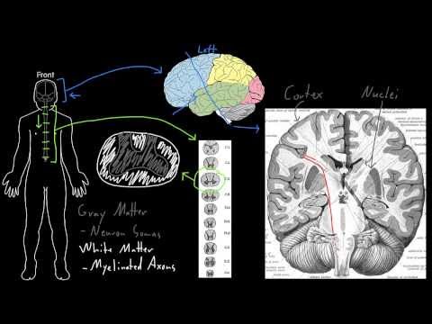 Gray and white matter