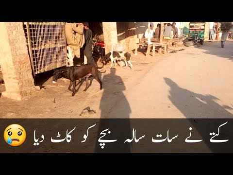 Dog Bite 7 Years Old Boy | Rimsha TV