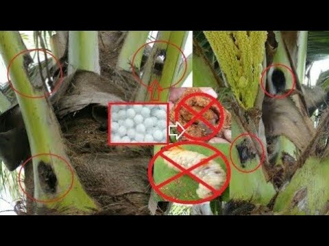 How to protect coconuts from other pests