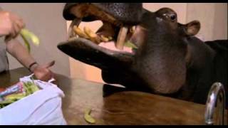 Karl Pilkington visits pet hippo in South Africa