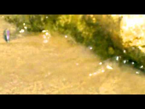 surecatch lures pince minnow pm 105F SEA  BASS LURES JAPAN