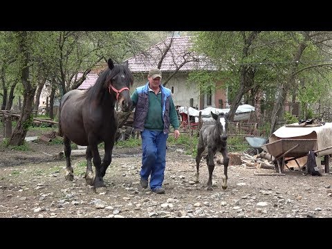 Caii lui Dorin de la Tauti, Cluj - 2019