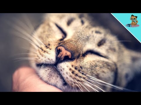 YouTube video about: How do cats apologize to humans?