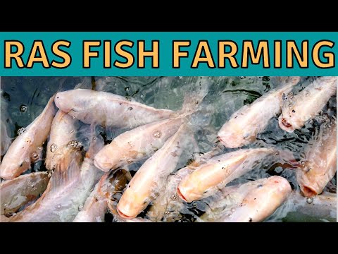 , title : 'The Components of a Recirculating Aquaculture System, RAS Fish Farming and Aquaponics'