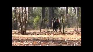 DJ TeddyBear 131 COUNTRY SINGERS