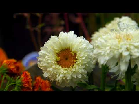 CHELSEA GARDEN CENTER RED HOOK BROOKLYN