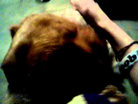 First person getting licked by a dog