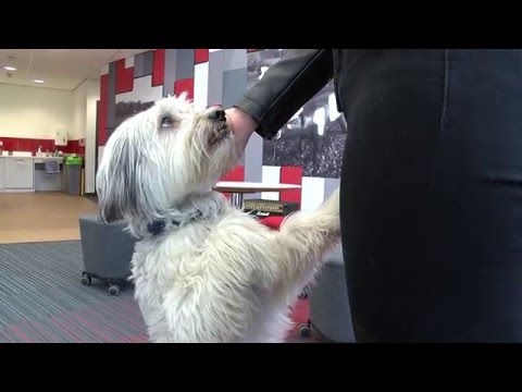 Ashleigh and Pudsey show off some tricks