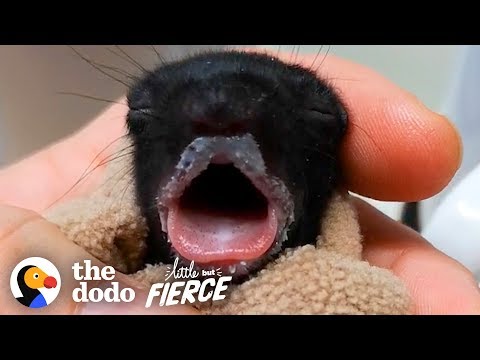 Furless Baby Squirrel Grows Up to be Cute... | The Dodo Little But Fierce