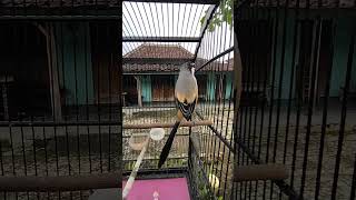 Download lagu PANCINGAN CENDET GACOR SUARA JERNIH mp3 Download lagu PANCINGAN CENDET GACOR SUARA JERNIH mp3