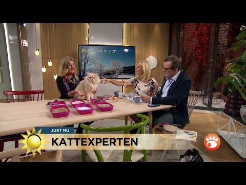 Supertipsen som får din katt att kissa i lådan - Nyhetsmorgon (TV4)