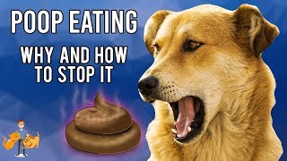 Why Do Dogs Eat Their Own Poop: and how to STOP it!