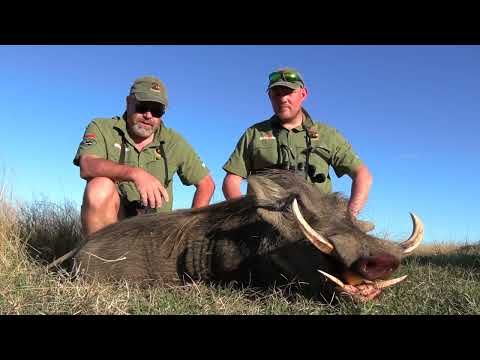 Jagt på vortesvin/Hunting warthog