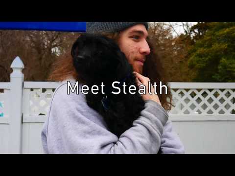 Stealth, an adopted Terrier & Poodle Mix in Newmanstown, PA_image-1