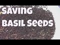 Saving Basil Seeds - How to Harvest, Separate, and Clean Them.