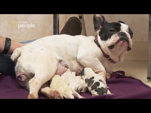 Malutki Buldog miał problem z przyjściem na świat [Niezwykły dr Pol]