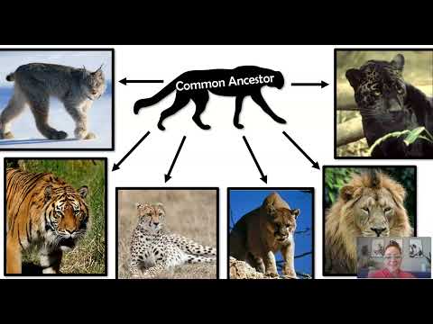 Divergent Evolution & Adaptive Radiation (AP Bio Topic 7.10)