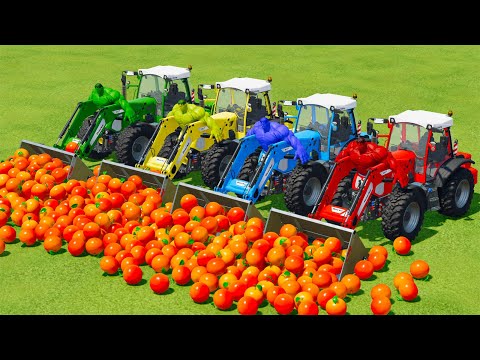 LOAD AND TRANSPORT GRAPEFRUITS WITH HULK TRACTORS - Farming Simulator 22