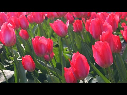 10 Hours of Soothing Music Silent Saunas - Mandala Dreams | Relaxing Music