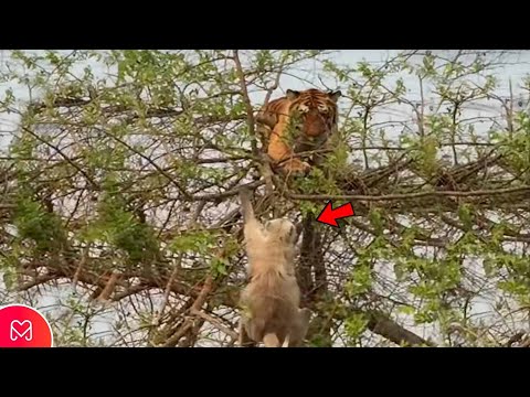 A MAJOM NEM HISZI EL, AMIKOR A TIGRIS EZT CSINÁLT