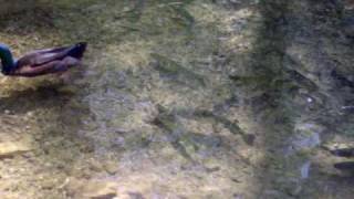 preview picture of video 'Trout Pond at Cave Spring'