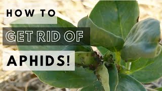 How To Get Rid Of Aphids Naturally! Homemade Repellent!
