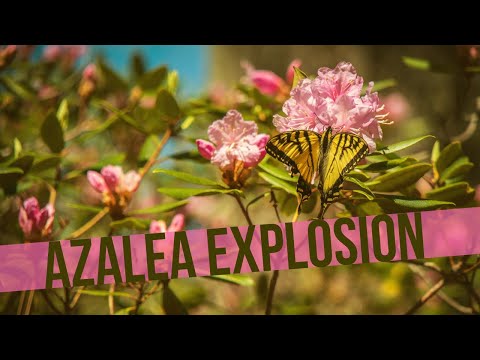 Spring Blooms at Moore State Park