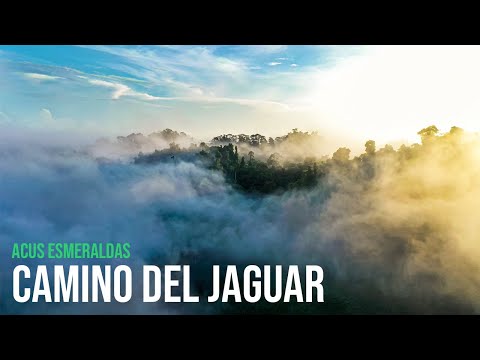 Camino del Jaguar ACUS de Esmeraldas