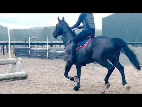 Flashy Black Horse - Image 2