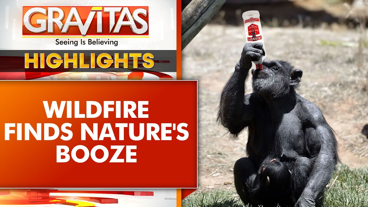 Animals Love a Tipsy Treat, Drunk Chimp Shows Human-like Hangover | GRAVITAS Highlights