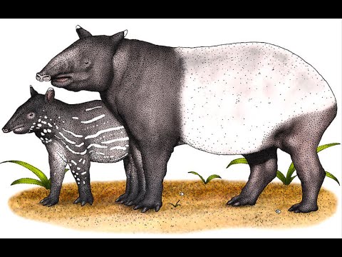 08.04 Beyond the Newtonian Paradigm – Beyond Networks: The Evolution of Living Systems