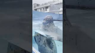 ドルフィンリゾート②(2)