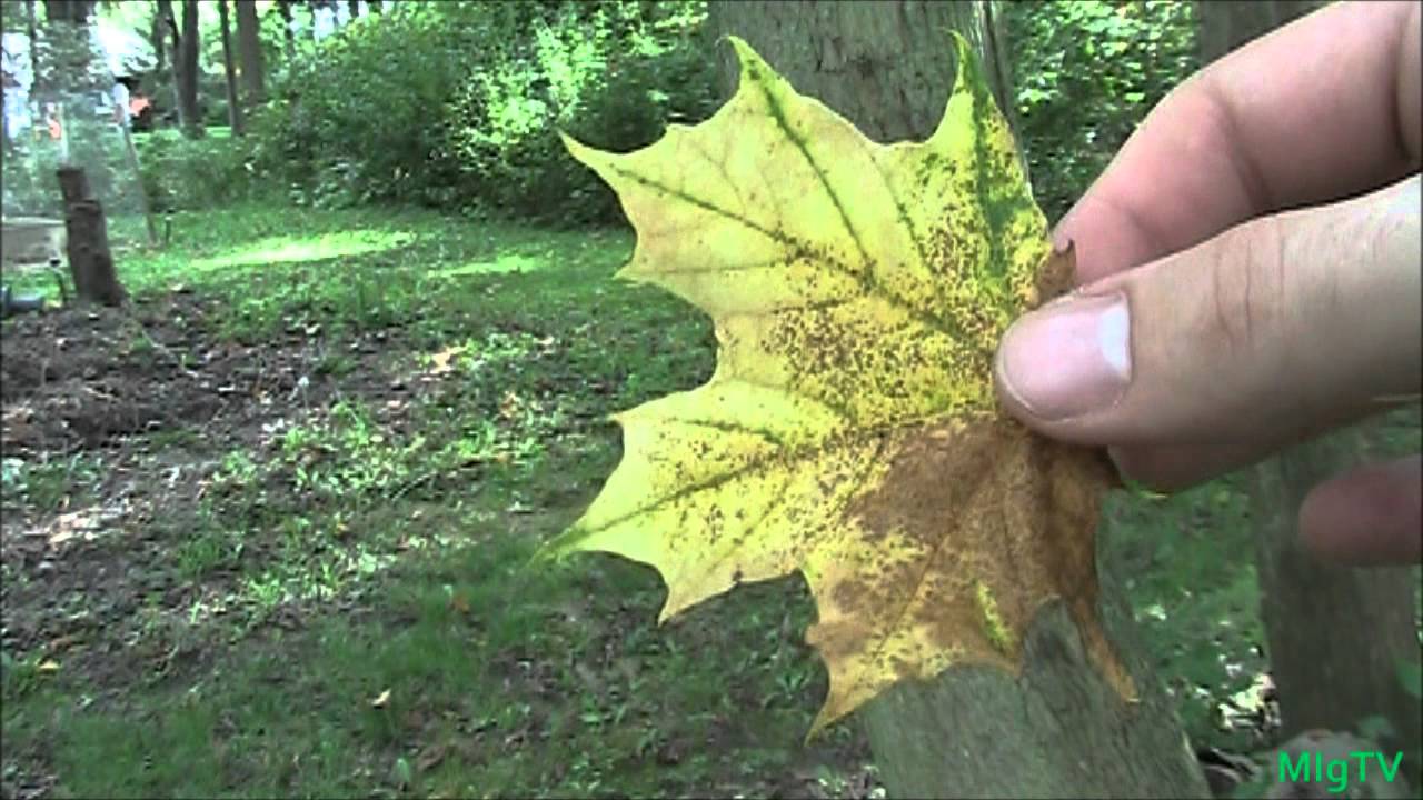 Simple Method For Identifying Maple Trees For Tapping - YouTube