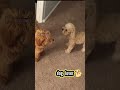 dog barking🔥🐕 #shorts #dog #shortsvideo #4k #doglovers #babydog #viral #dogvideo