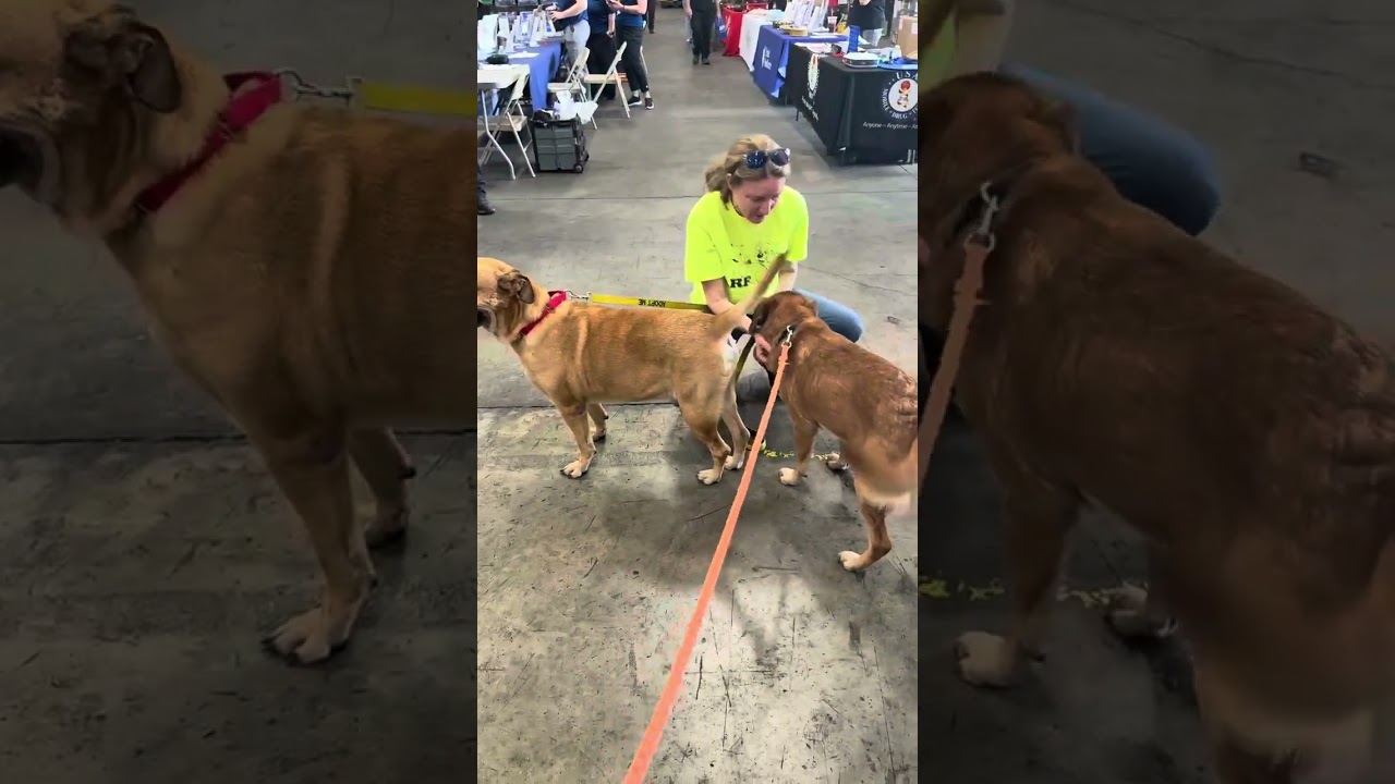 Enlarge Clark, a Adoptable mixed breed in Columbia Station, OH video 6/6