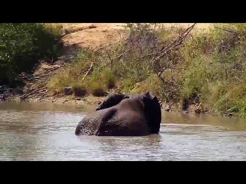 Djuma: Lone Elephant and Hippo in the dam - 10:55 - 03/29/20